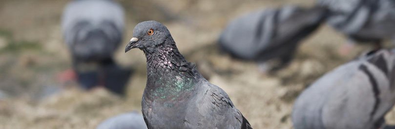 Como evitar que las palomas ensucien su vivienda